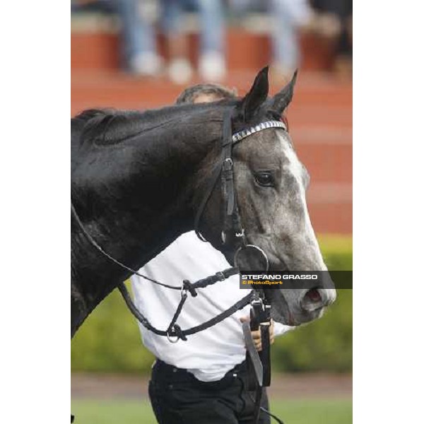 close up for Cima de Triomphe after winning the 125¡ Derby Italiano Rome, 11th may 2008 ph. Stefano Grassso