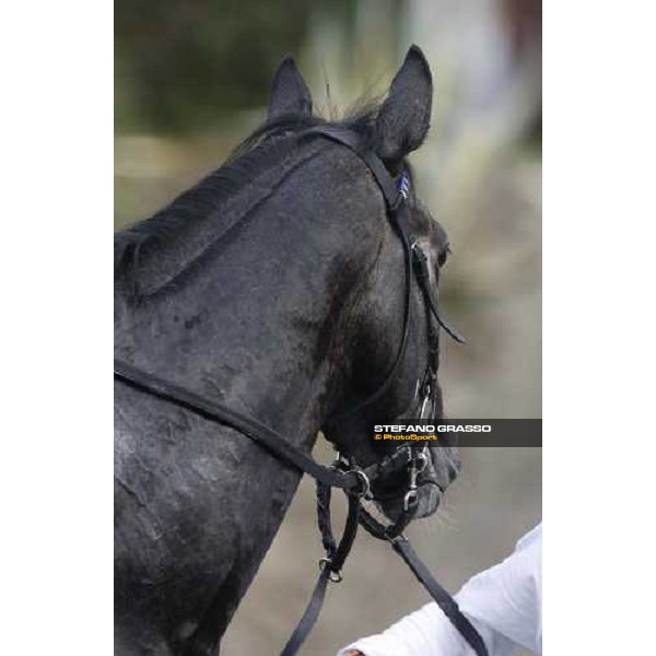 close up for Cima de Triomphe after winning the 125¡ Derby Italiano Rome, 11th may 2008 ph. Stefano Grassso