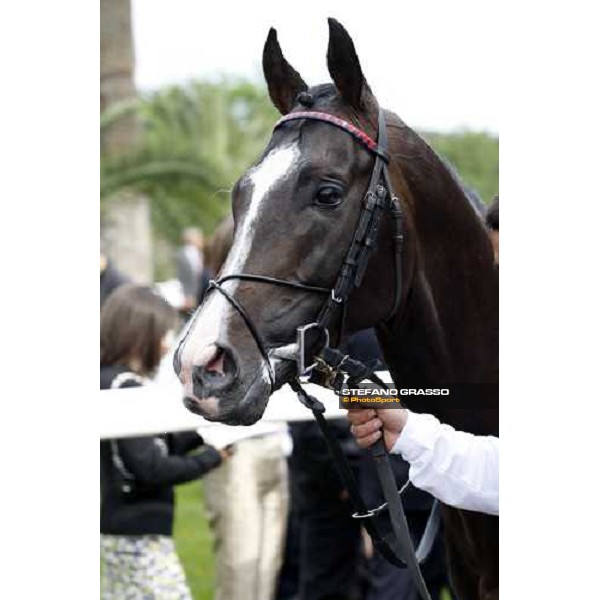 close up for Senlis parading before the 125¡ Derby Italiano Rome, 11th may 2008 ph. Stefano Grasso