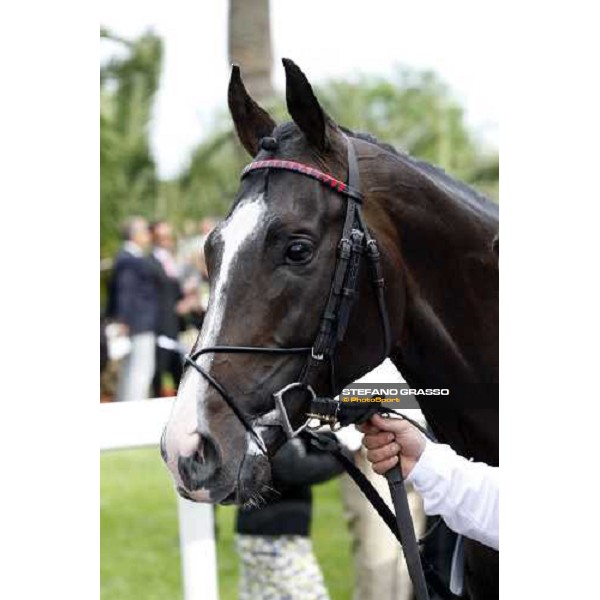 close up for Senlis parading before the 125¡ Derby Italiano Rome, 11th may 2008 ph. Stefano Grasso