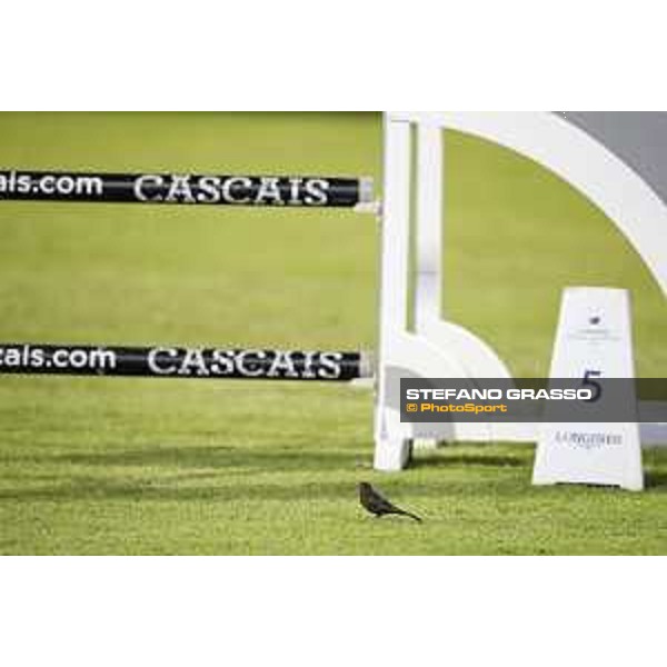 LGCT of Cascais-Estoril - Details - Cascais-Estoril, Hipodromo Manuel Possolo, 15 June 2018 - ph.Mario Grassia/LGCT