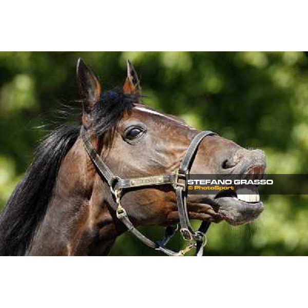 Varenne smiling at Mennhamar Stuteri Ekero, 24th may 2008 ph. Stefano Grasso