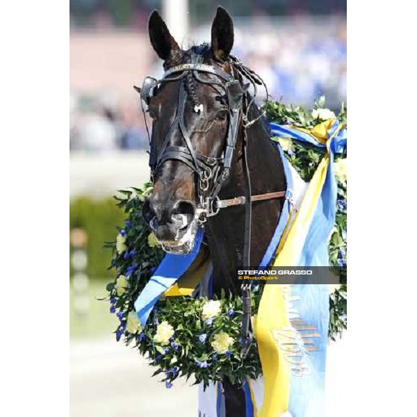 close up for Scarlets Aino winner of The Sweden Cup Stoccolma, 24th may 2008 ph. Stefano Grasso