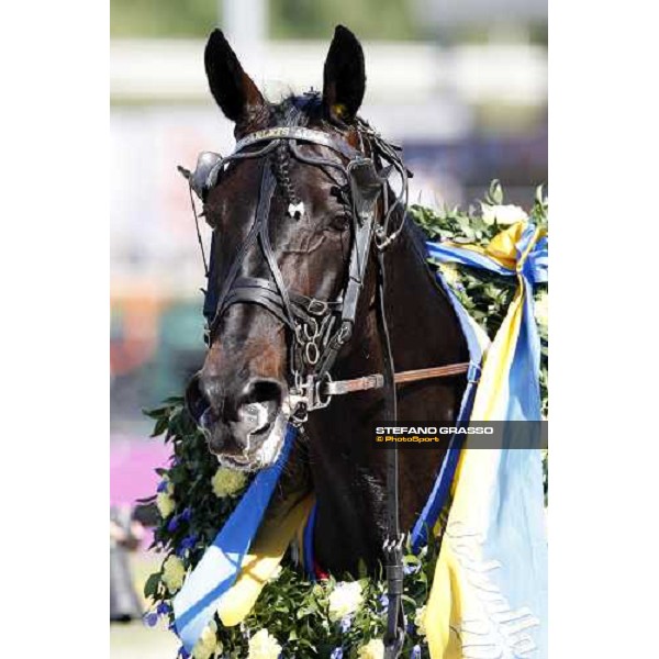 close up for Scarlets Aino winner of The Sweden Cup Stoccolma, 24th may 2008 ph. Stefano Grasso