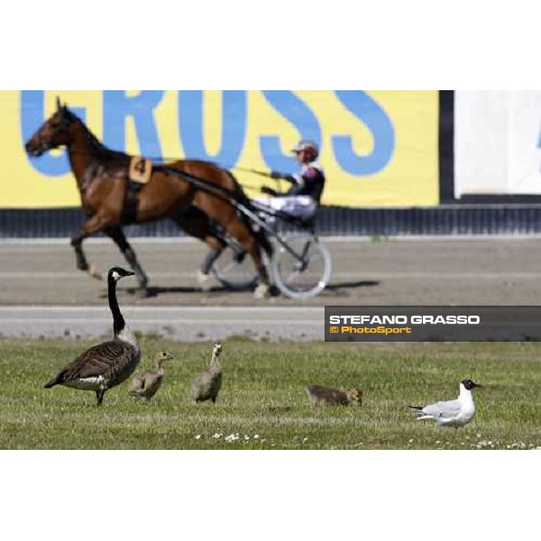 warming up at Solvalla Stoccolma, 24th may 2008 ph. Stefano Grasso