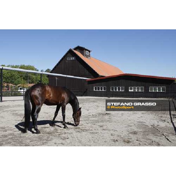 Varenne at Mennhamar Stuteri Ekero, 24th may 2008 ph. Stefano Grasso
