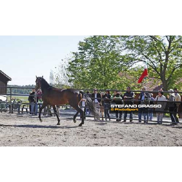 Varenne at Mennhamar Stuteri Ekero, 24th may 2008 ph. Stefano Grasso