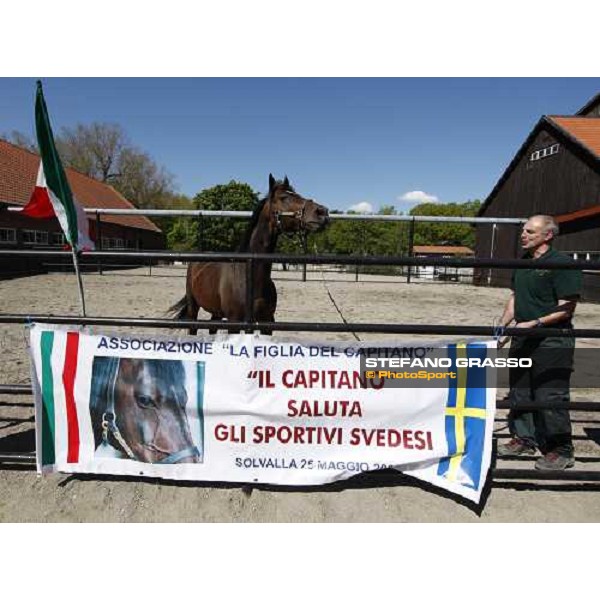Varenne at Mennhamar Stuteri Ekero, 24th may 2008 ph. Stefano Grasso