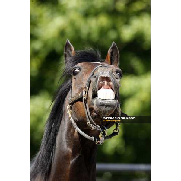 Varenne at Mennhamar Stuteri Ekero, 24th may 2008 ph. Stefano Grasso