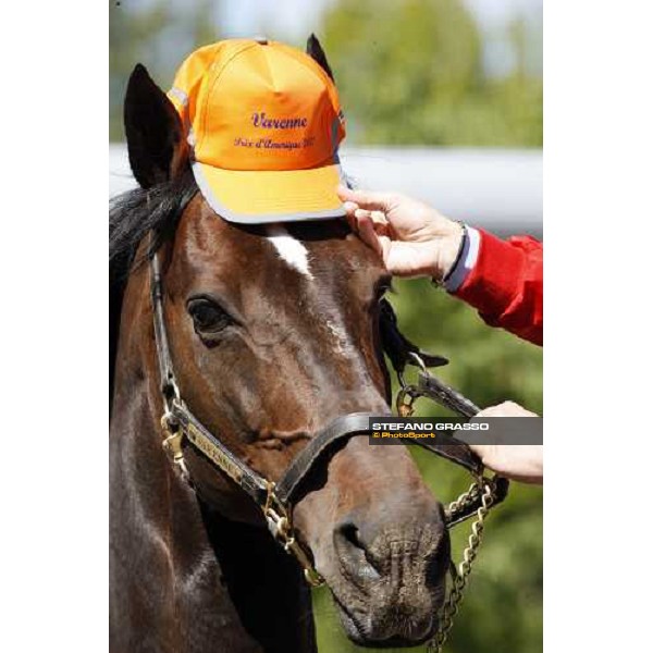 Varenne at Mennhamar Stuteri Ekero, 24th may 2008 ph. Stefano Grasso