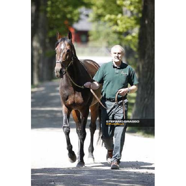 Varenne at Mennhamar Stuteri Ekero, 24th may 2008 ph. Stefano Grasso