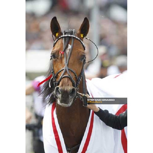 close up for Lord Capar after winning the Hakan Wallner Memorial Solvalla, 25th may 2008 ph. Stefano Grasso