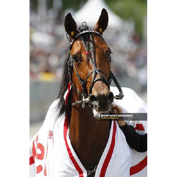 close up for Lord Capar after winning the Hakan Wallner Memorial Solvalla, 25th may 2008 ph. Stefano Grasso