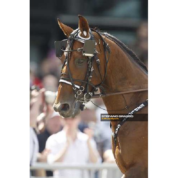 close up for Exploit Caf after winning the 1st heat of the Elitloppet Solvalla, 25th may 2008 ph. Stefano Grasso
