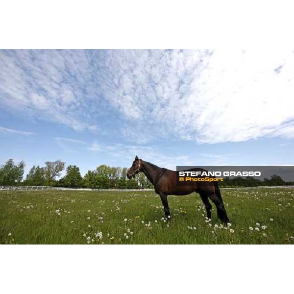 Varenne at Mennhamar Stuteri Ekero, 26th may 2008 ph. Stefano Grasso