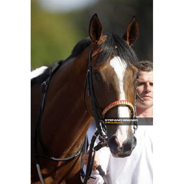 close up for Saddex parading before the start of Gran Premio Presidente della Repubblica Rome, 18th may 2008 ph. Stefano Grasso