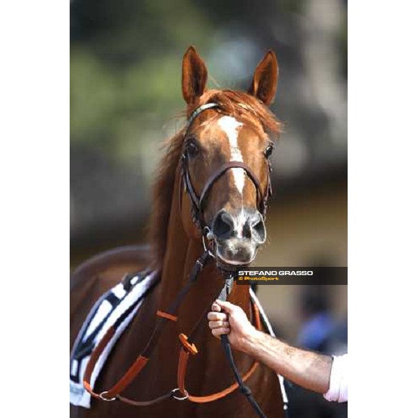 close up for Golden Titus parading before the Gran Premio Presidente della Repubblica Rome, 18th may 2008 ph. Stefano Grasso