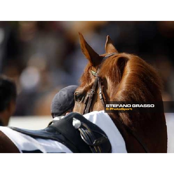 Golden Titus in the parade ring of Gran Premio Presidente della Repubblica Rome, 18th may 2008 ph. Stefano Grasso