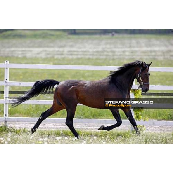 Varenne at Mennhamar Stuteri Ekero, 26th may 2008 ph. Stefano Grasso