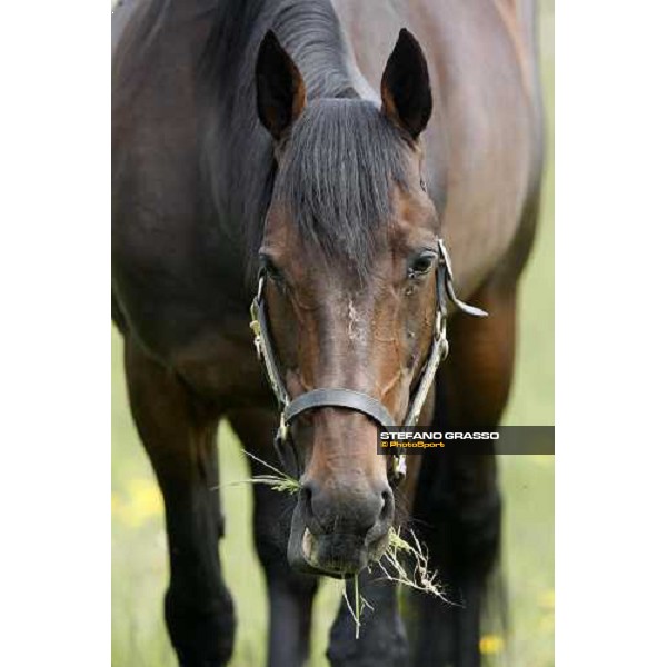 Varenne at Mennhamar Stuteri Ekero, 26th may 2008 ph. Stefano Grasso