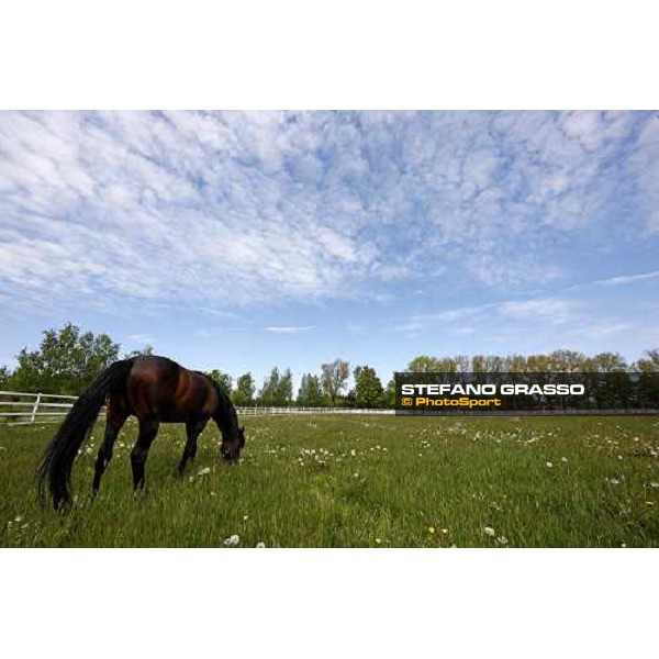 Varenne at Mennhamar Stuteri Ekero, 26th may 2008 ph. Stefano Grasso