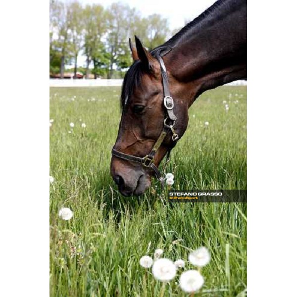 Varenne at Mennhamar Stuteri Ekero, 26th may 2008 ph. Stefano Grasso