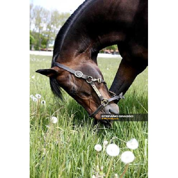 Varenne at Mennhamar Stuteri Ekero, 26th may 2008 ph. Stefano Grasso