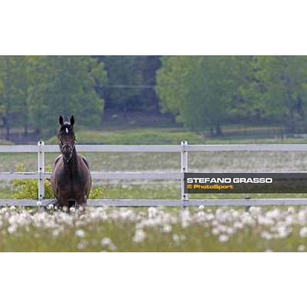 Varenne at Mennhamar Stuteri Ekero, 26th may 2008 ph. Stefano Grasso