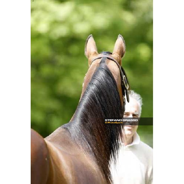 Antonio Carraretto with Viking Kronos at Mennhamar Stuteri Ekero, 26th may 2008 ph. Stefano Grasso