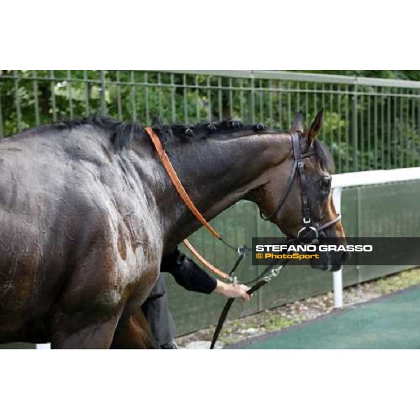 Vision d\' Etat comes back to the stable after winning the Prix du Jockey Club Paris chantilly 1st june 2008 ph. Stefano Grasso