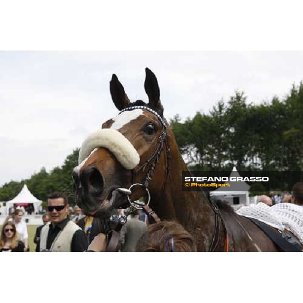 close up for Sub Rose, breeded by Antonio Rosati Colarieti ,and winner of Prix de Royaumont Paris chantilly 1st june 2008 ph. Stefano Grasso