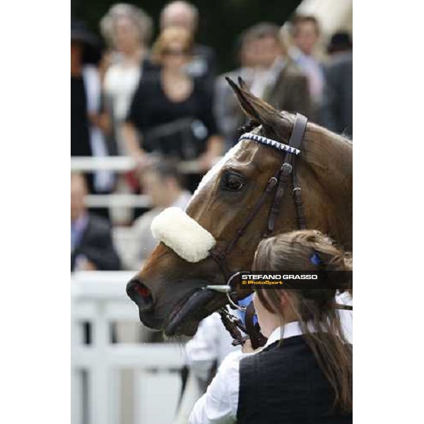 a close up for Sub Rose after winning the Prix de Royaumont Paris Chantilly, 1st june 2008 ph. Stefano Grasso