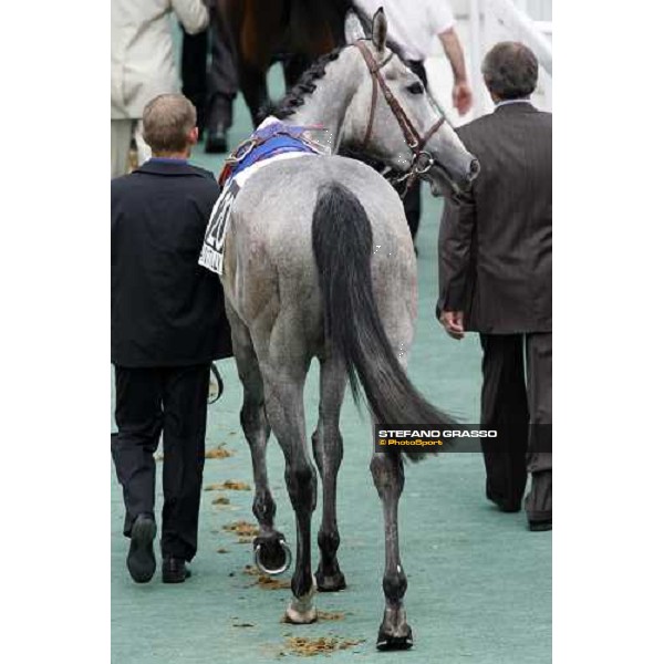 Natagora parades before the start of Prix du Jockey Club Paris Chantilly, 1st june 2008 ph. Stefano Grasso