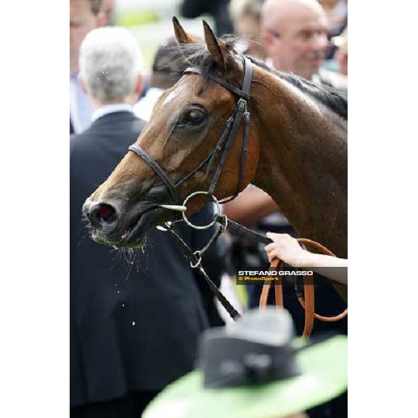 a close up for Look Here after winning the Juddmonte Oaks Epsom, 6th june 2008 ph. Stefano Grasso