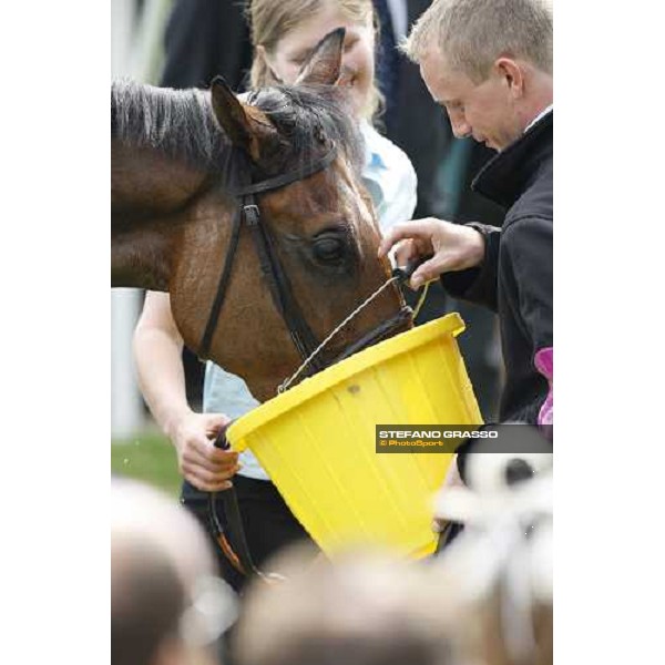 Look Here drinks water after winning the Juddmonte Oaks Epsom, 6th june 2008 ph. Stefano Grasso