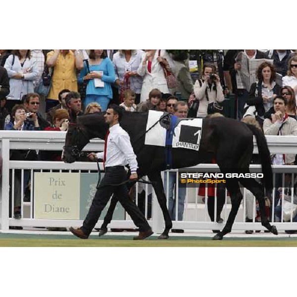 Senlis parades with his groom before to the start of Pric Paul de Moussac Chantilly, 8th june 2008 ph. Stefano Grasso