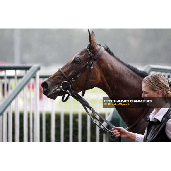 Goose Bay parades with her groom after winning the Oaks d\' Italia Milan San Siro, 15th june 2008 ph. Stefano Grasso