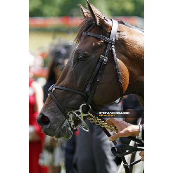 Royal Ascot -1st day - close up for Henrythenavigator Ascot, 17th june 2008 ph. Stefano Grasso
