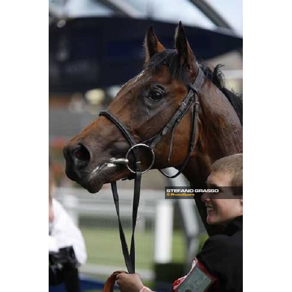 Royal Ascot -1st day - a close up for Art Connoisseur winner of the Coventry Stakes Ascot, 17th june 2008 ph. Stefano Grasso