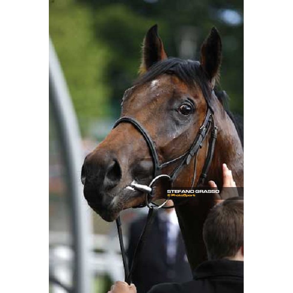 Royal Ascot -1st day - a close up for Art Connoisseur winner of the Coventry Stakes Ascot, 17th june 2008 ph. Stefano Grasso