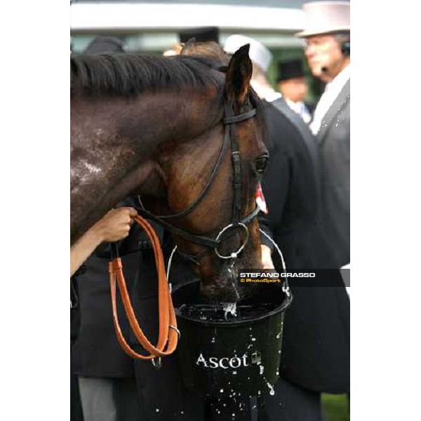 Royal Ascot -1st day - a close up for Art Connoisseur winner of the Coventry Stakes Ascot, 17th june 2008 ph. Stefano Grasso