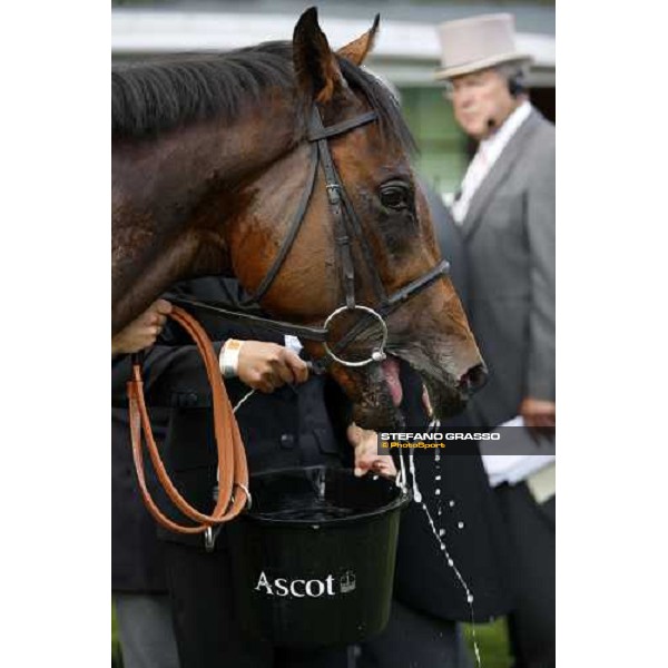 Royal Ascot -1st day - a close up for Art Connoisseur winner of the Coventry Stakes Ascot, 17th june 2008 ph. Stefano Grasso