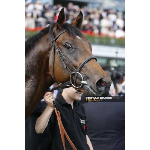 Royal Ascot -1st day - a close up for Art Connoisseur winner of the Coventry Stakes Ascot, 17th june 2008 ph. Stefano Grasso