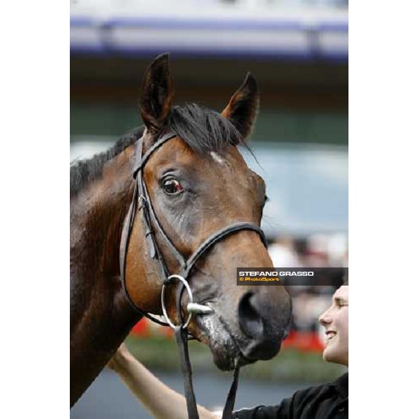 Royal Ascot -1st day - a close up for Art Connoisseur winner of the Coventry Stakes Ascot, 17th june 2008 ph. Stefano Grasso