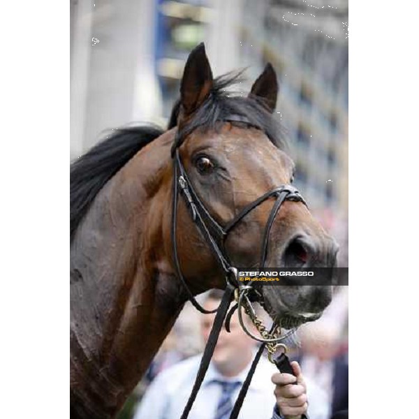 Royal Ascot -1st day - a close up for Equiano after winning the King\'s Stand Stakes Ascot, 17th june 2008 ph. Stefano Grasso