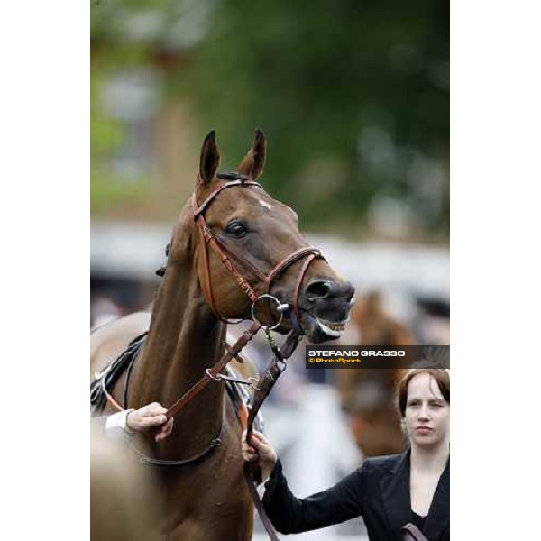 Sabana Perdida enters the parade ring before winning the Windsor Forest Stakes Ascot, 2nd day, 18th june 2008 ph. Stefano Grasso