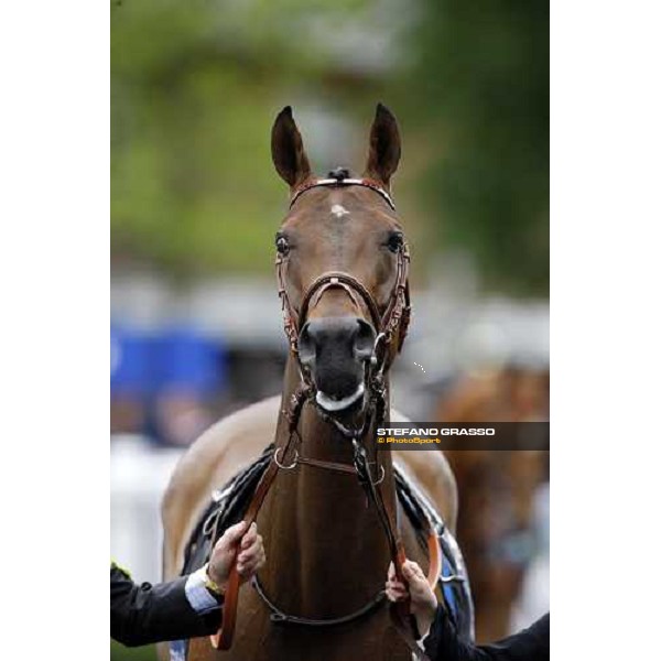 Sabana Perdida enters the parade ring before winning the Windsor Forest Stakes Ascot, 2nd day, 18th june 2008 ph. Stefano Grasso