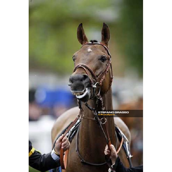 Sabana Perdida enters the parade ring before winning the Windsor Forest Stakes Ascot, 2nd day, 18th june 2008 ph. Stefano Grasso
