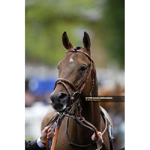 Sabana Perdida enters the parade ring before winning the Windsor Forest Stakes Ascot, 2nd day, 18th june 2008 ph. Stefano Grasso