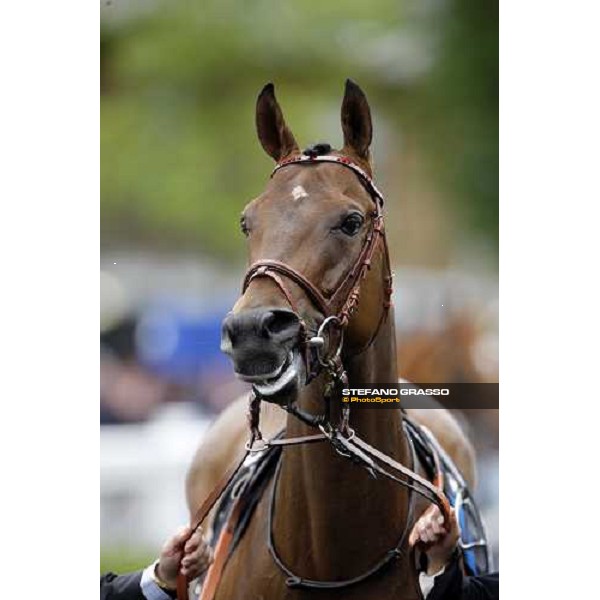 Sabana Perdida enters the parade ring before winning the Windsor Forest Stakes Ascot, 2nd day, 18th june 2008 ph. Stefano Grasso